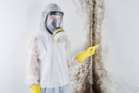 Why You Should Choose Our Mold Remediation Services in Nocona, TX